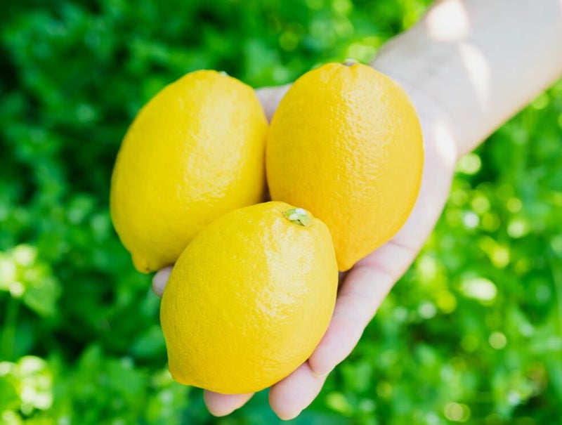 長崎県産レモン
